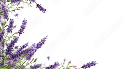 fragrant lavender sprigs as a frame border, isolated with negative space for layouts