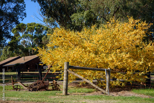Autumn Colours In Kyneton, Victoria, Australia