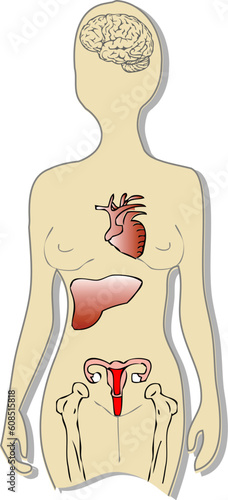 Medical illustration, Estrogen and Female Organs-showing brain, heart, liver, urogenital system, bones.Exam, presentetions