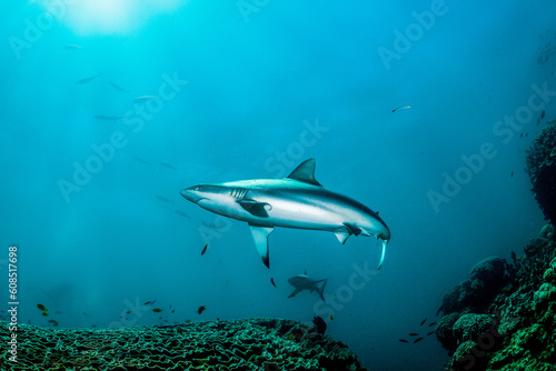shark and diver © Krishna