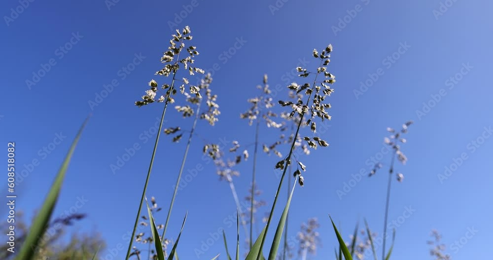 green tall grass in the spring season, green grass growing in the field in warm spring weather green tall grass in the spring season, green grass growing in the field in warm spring weather