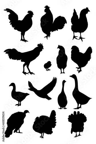 Collection silhouettes poultry. Vector illustration rooster, hen and chick, geese and turkeys. Isolated hand drawings on white background for design.