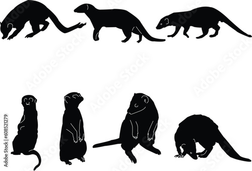 mongoose collection illustration - vector