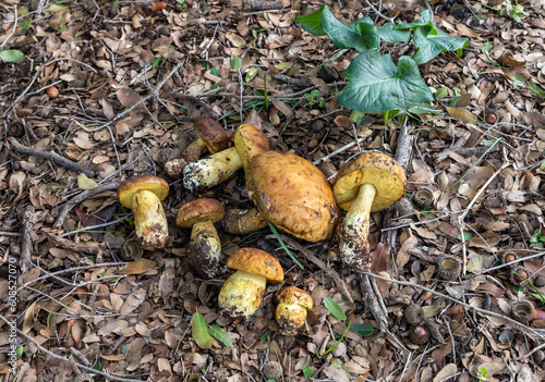 A bunch of freshly picked young edible mushrooms - Leccinellum lepidum - lies on a layer of grass and needles in a coniferous forest near the city of Karmiel, in northern Israel.