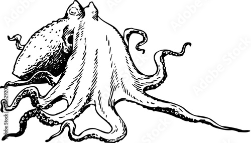 Ostopus isolated on white