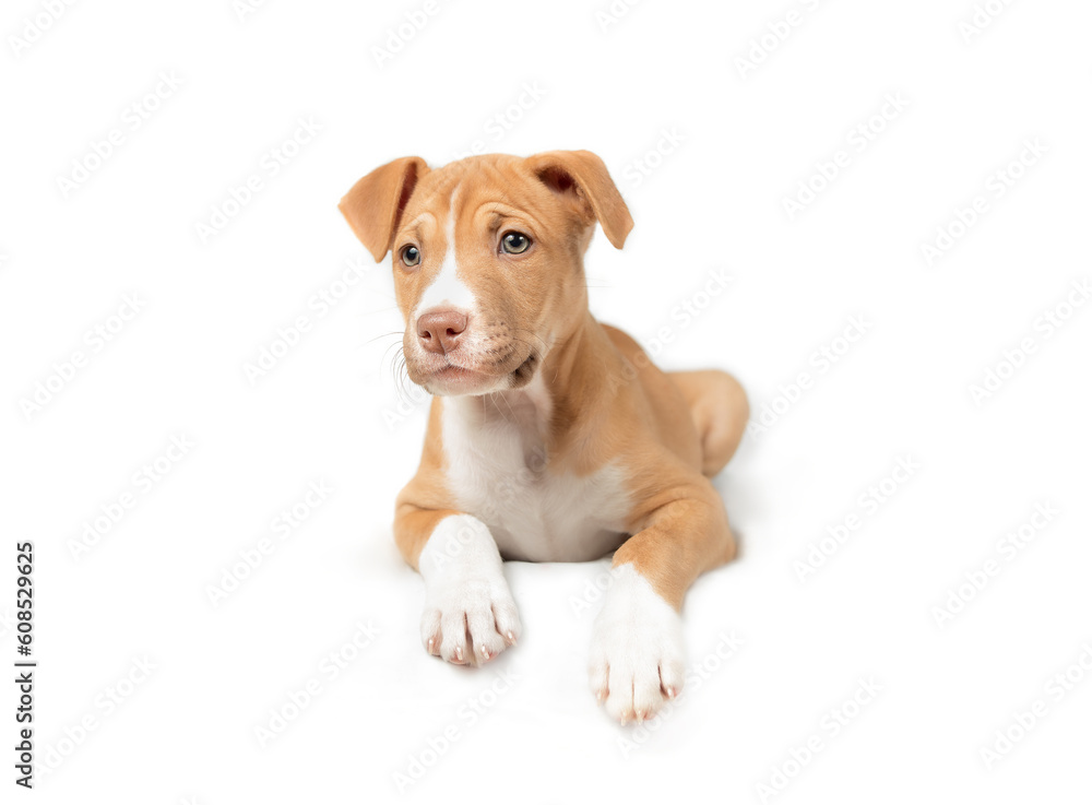 Isolated puppy hanging or dangling over table and looking at camera. Cute curios puppy dog with interested body language. 9 weeks old, female Boxer Pitbull mix breed, fawn or brown. Selective focus.