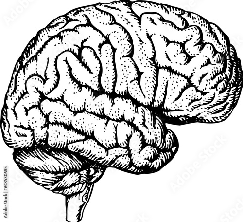 Human brain isolated on white