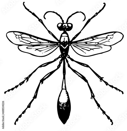 Insect isolated on white