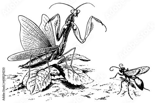 Sphex and Mantis photo