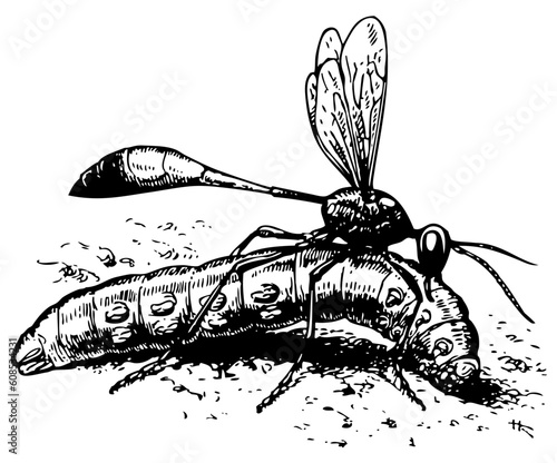 Wasp Ammophila sabulosa with prey, paralyzed caterpillar