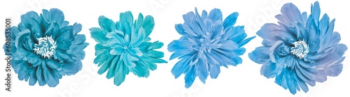 Set blue peonies flowers on white isolated background with clipping path. Closeup.. Nature.