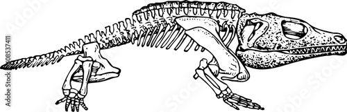 Animal skeleton isolated on white