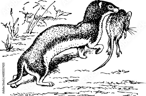 Otter hunter at hunting