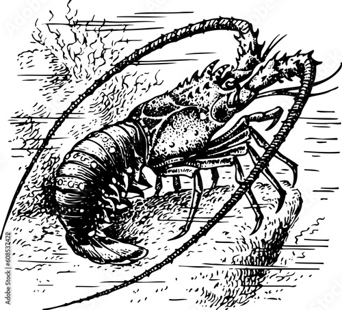 Crawfish in the water