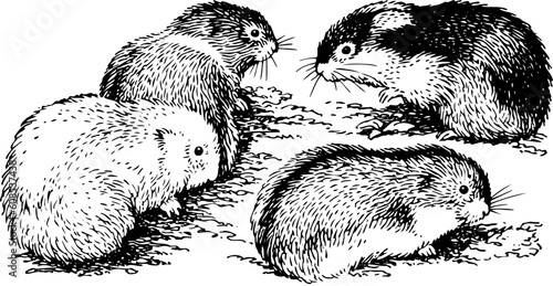 Guinea pigs