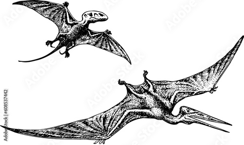 Pterodactyl or Pteranodon dinosaur isolated on white