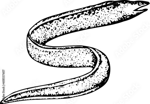 Eel isolated on white