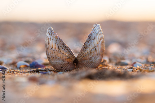 Close-up of an open seashell on the seashell sand on the beach. One empty double-leaf shell on the beach by the sea