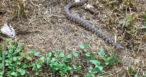 This is a video of a Blotched Watersnake Nerodia erythrogaster transversa crawling in grass. photo