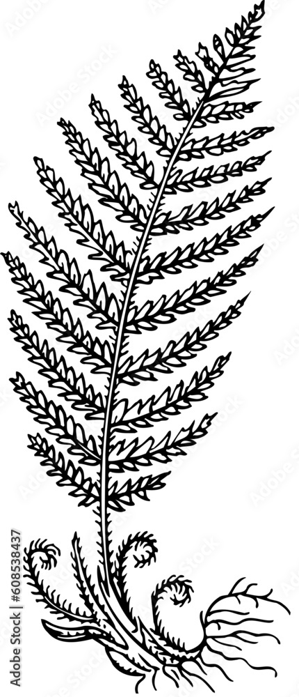 Fern isolated on white Fern isolated on white