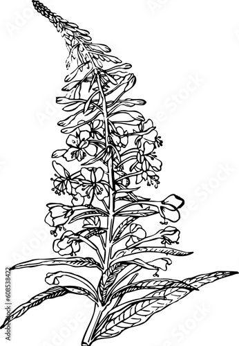 Circaea isolated on white photo