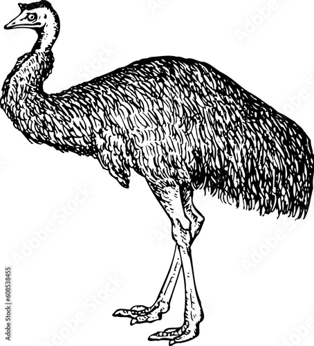 Emu (Dromiceiidae) isolated on white