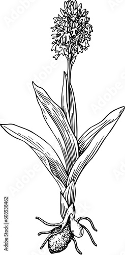 Orchis wildflower isolated on white
