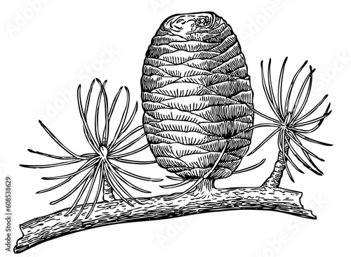 Pinecone isolated on white
