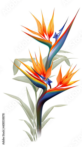exotic bird of paradise blooms as a frame border, isolated with negative space for layouts