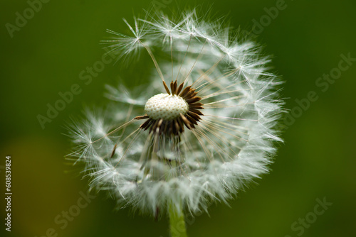 Amazing field with white dandelions in spring