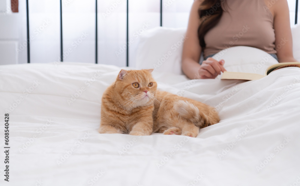 An intelligent Persian cat and owner playing together in bed An intelligent Persian cat and owner playing together in bed