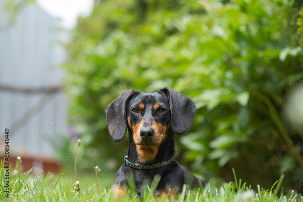 A cute dachshund in a  lush spring garden