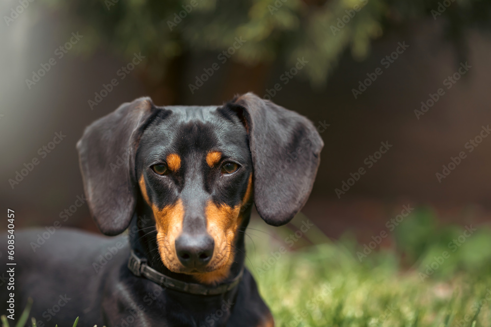 A cute dachshund in a  lush spring garden