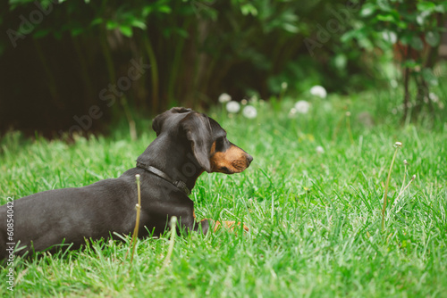 A cute dachshund in a lush spring garden