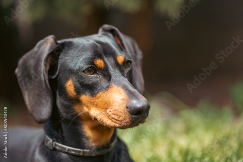 A cute dachshund in a  lush spring garden © erika8213