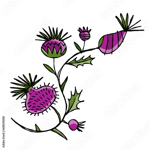 Milk Thistle flowers. Silymarin. Vector botanical illustration isolated on white