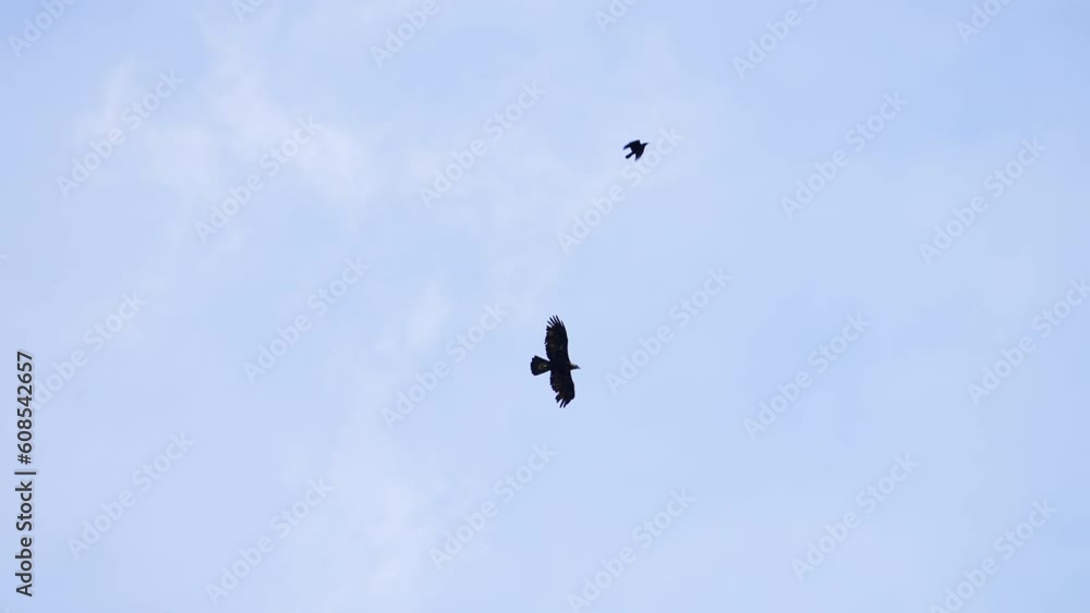 Golden Eagle flying through the sky as another bird swoops at it in the air. Golden Eagle flying through the sky as another bird swoops at it in the air.