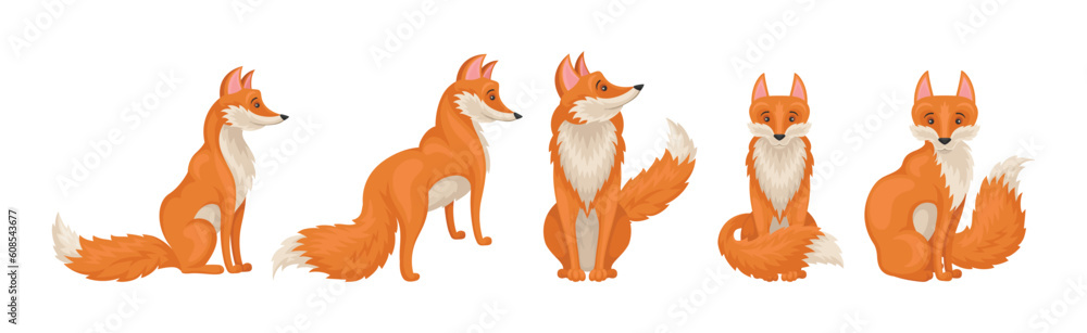 Red Fox Forest Animal with Pointed Ears and Bushy Tail Vector Set Red Fox Forest Animal with Pointed Ears and Bushy Tail Vector Set