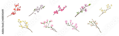 Flower Twig and Branch with Tender Blooming Flora Vector Set