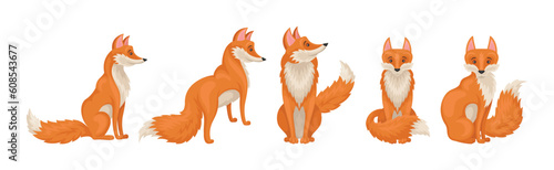Red Fox Forest Animal with Pointed Ears and Bushy Tail Vector Set