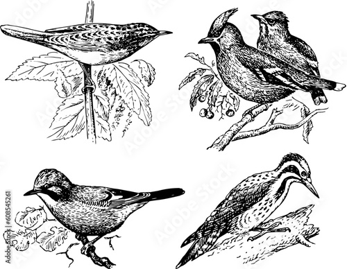Some birds of different groups isolated on white