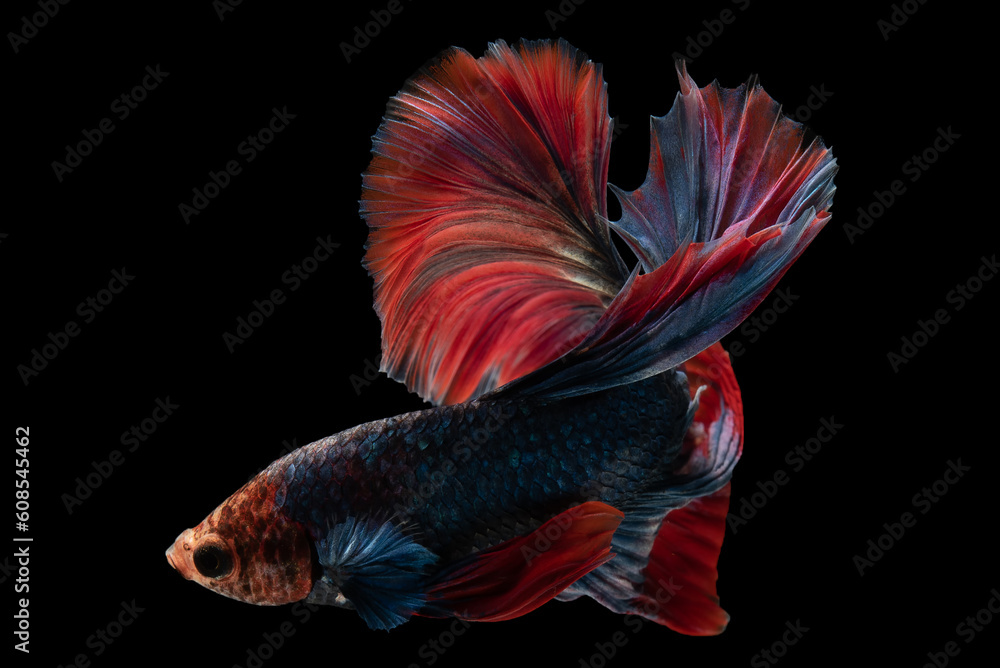The combination of the blue hues and the fiery red tail creates a harmonious and visually appealing contrast enhancing the betta fish's elegance and allure. The combination of the blue hues and the fiery red tail creates a harmonious and visually appealing contrast enhancing the betta fish's elegance and allure.