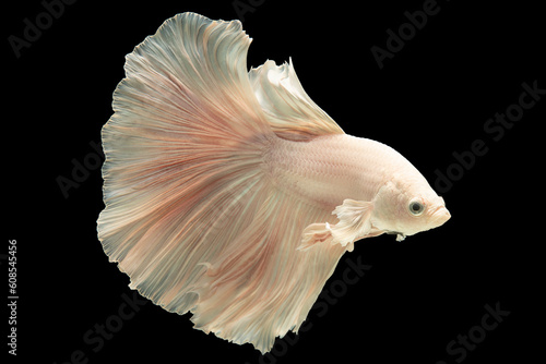 Fish creature, White betta fish isolated on black bacground, Moving moment beautiful of Siamese Fighting fish in Thailand. © DSM