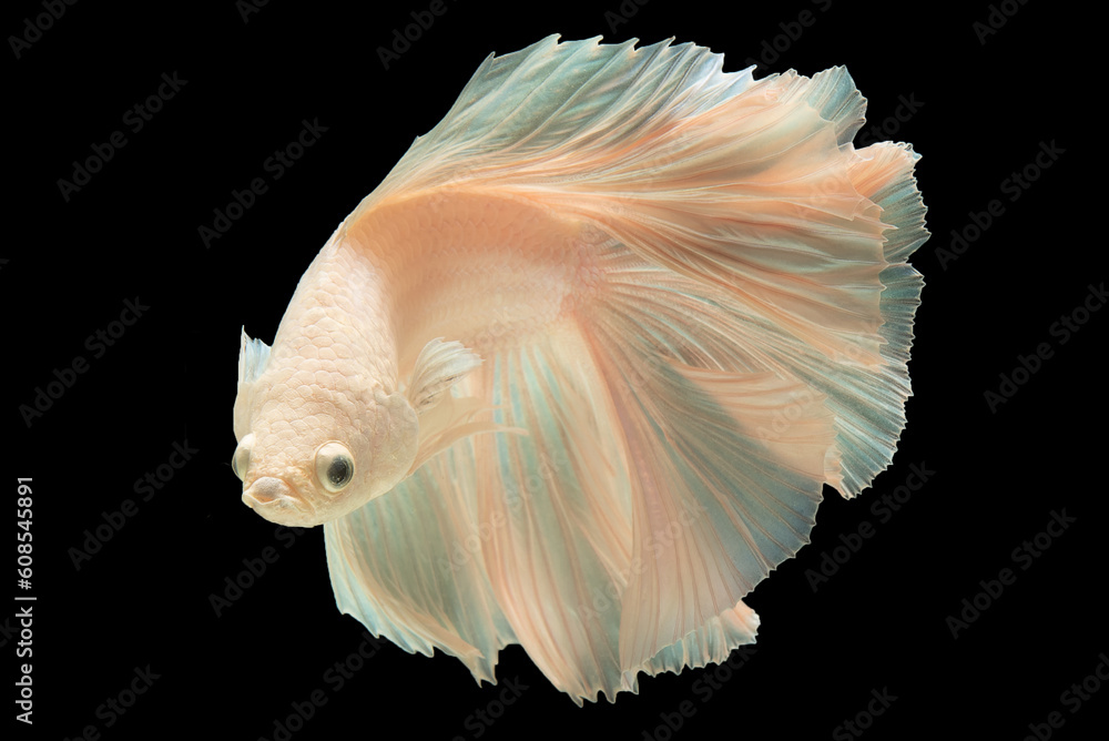 White betta fish, Moving moment beautiful of Siamese Fighting fish in Thailand, Betta splendens (biting fish).