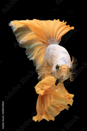 Betta splendens, Golden fighting fish isolated on black background, Beautiful of bitten fish, Vertical picture, Beauty moving tail moment.