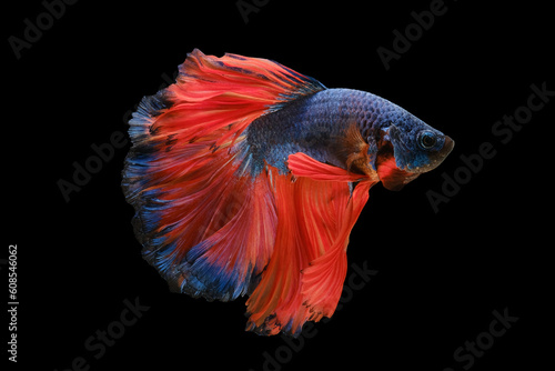 Vibrant blue scales and the vivid orange tail creates a striking contrast enhancing the overall aesthetic appeal of the beautiful betta fish on black background.
