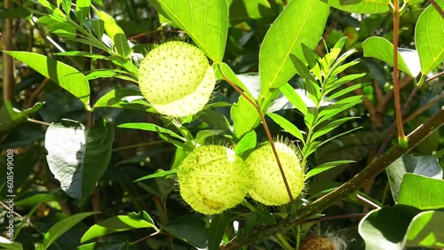 Gomphocarpus physocarpus, commonly known as hairy balls, balloonplant, balloon cotton-bush, bishop's balls, nailhead, or swan plant, is a species of dogbane. photo