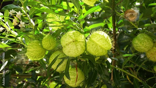 Gomphocarpus physocarpus, commonly known as hairy balls, balloonplant, balloon cotton-bush, bishop's balls, nailhead, or swan plant, is a species of dogbane. photo