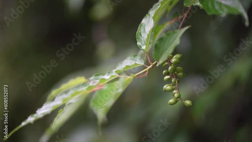 	風に揺れる植物の葉と実 photo