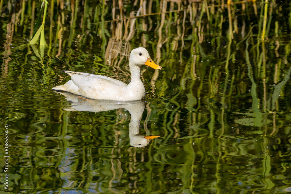Obraz premium Beautiful female white duck with bright yellow beak swimming in the water with beautiful reflection in the sunshine 